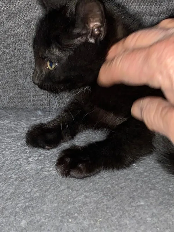 A young small-sized male Black Domestic Short Hair cat named Rick Shaw for adoption in Fort Collins, CO