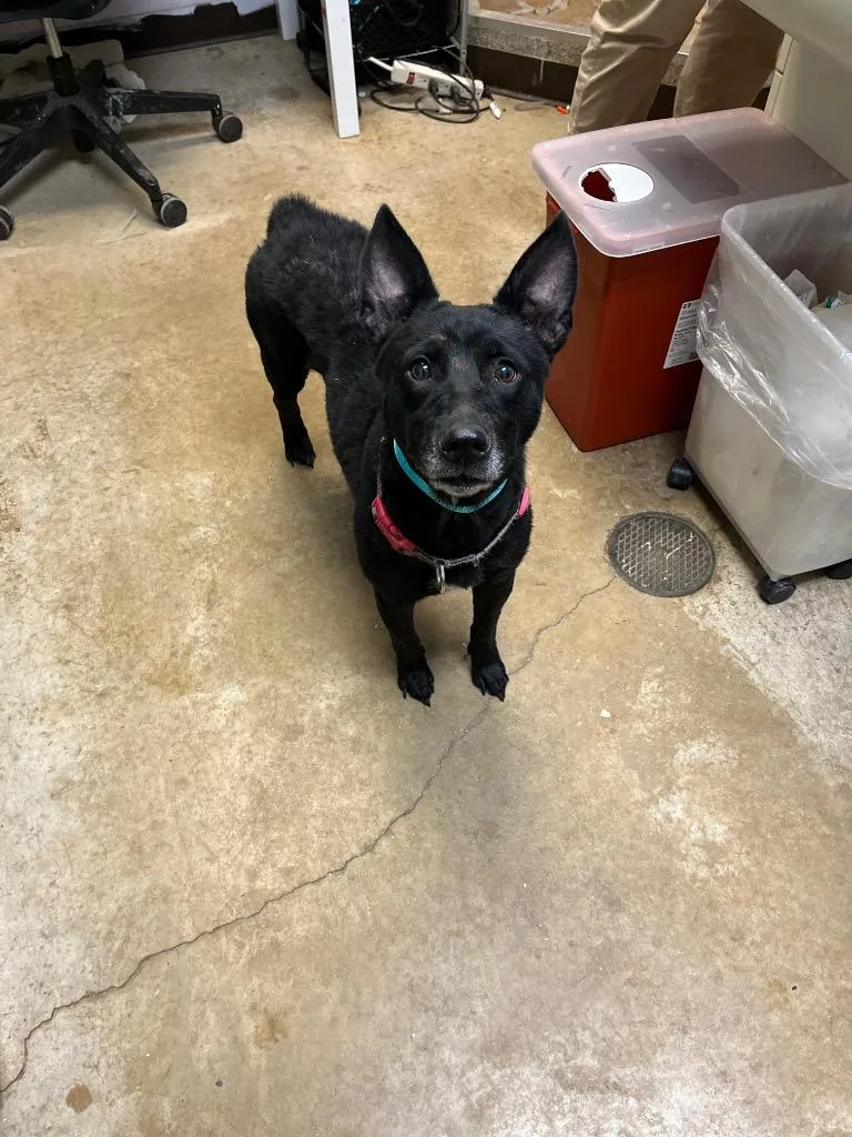 A young medium-sized female Terrier dog named Demogorgon for adoption in New Braunfels, TX
