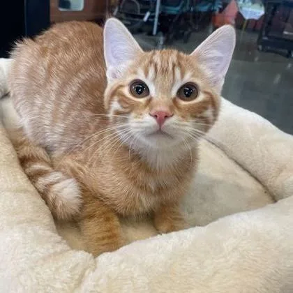 A baby small-sized male Tabby (Orange / Red) Domestic Short Hair cat named Shaggy for adoption in Rochester, MN