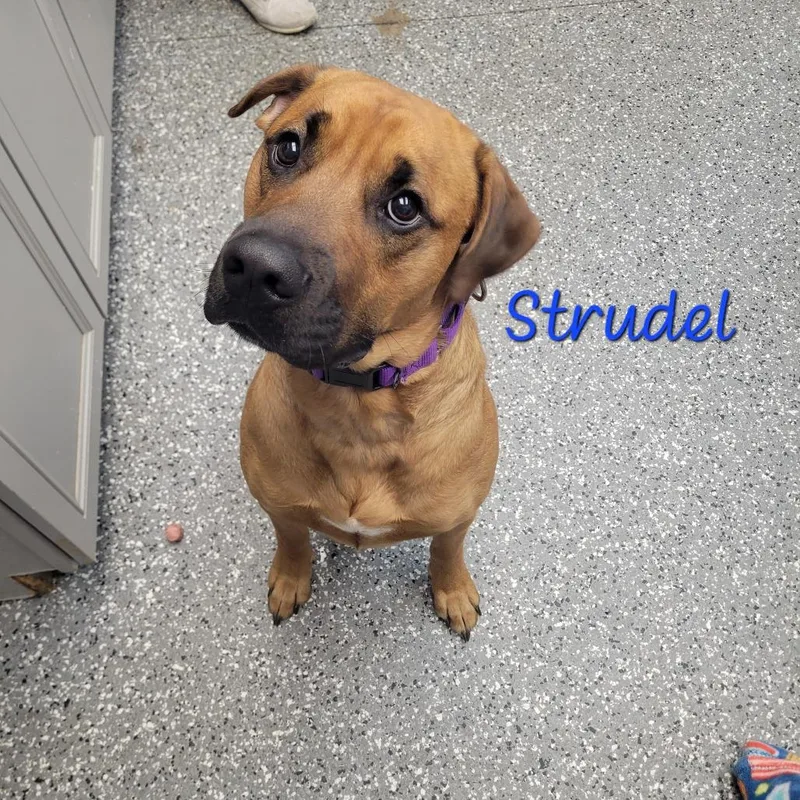 A young large-sized male Brown / Chocolate Golden Retriever dog named Strudel for adoption in Parkersburg, WV