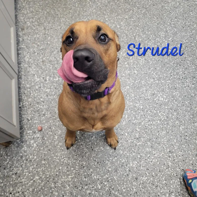 Strudel thumbnail 2