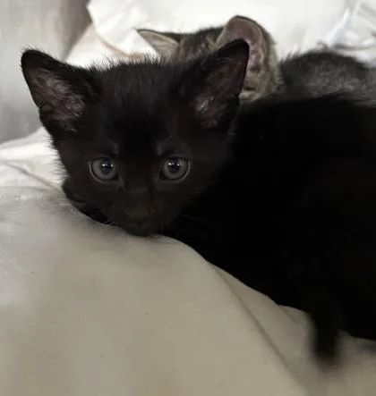 A baby small-sized male Black Domestic Short Hair cat named Theo for adoption in El Paso, TX