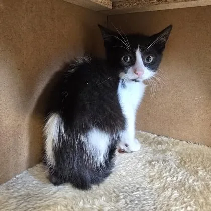 A baby small-sized male Domestic Short Hair cat named Kowalski for adoption in Janesville, WI