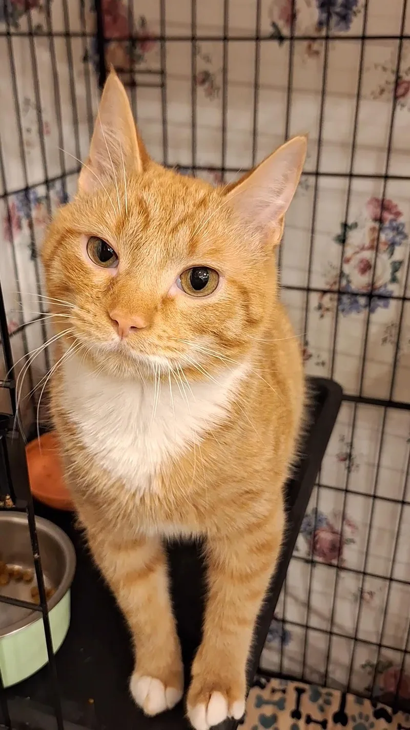 A young small-sized male Tabby (Orange / Red) Domestic Short Hair cat named Alan for adoption in BUTLER, PA