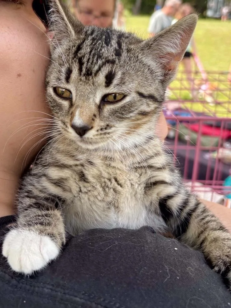 A baby medium-sized male Domestic Short Hair cat named Taquito for adoption in East Greenville, PA