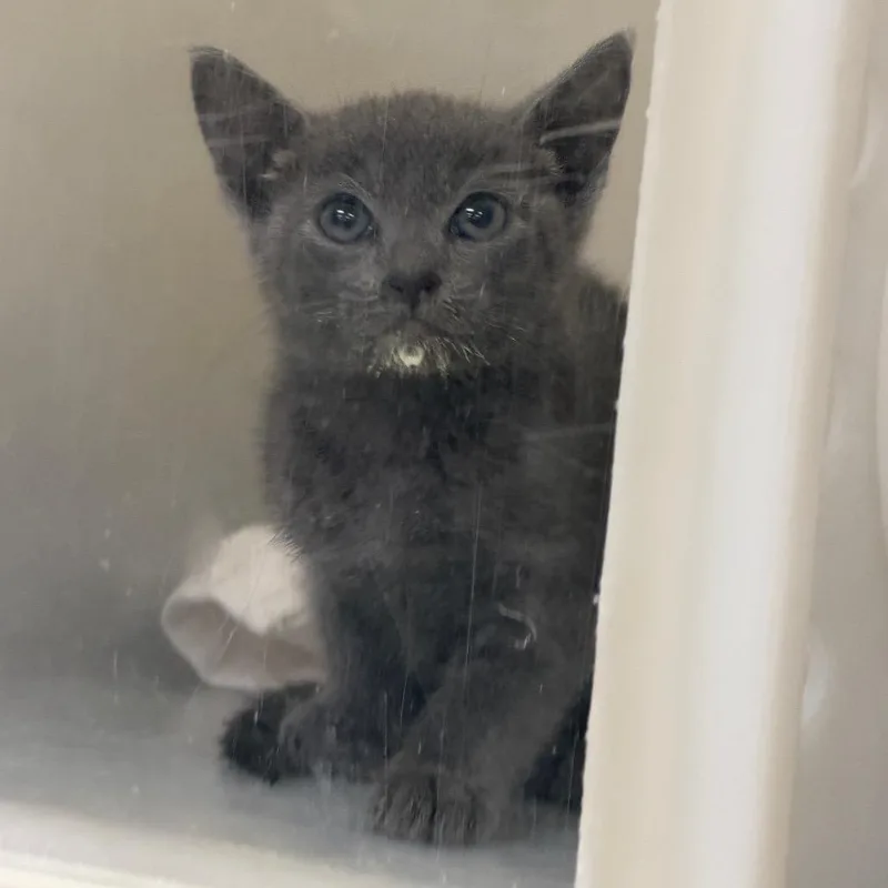 A baby small-sized female Gray / Blue / Silver Domestic Short Hair cat named StrayDoubleChurchesRoad for adoption in Columbus, GA