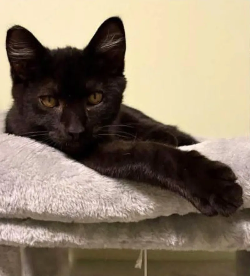 A baby medium-sized male Black Domestic Short Hair cat named Donkey Kong for adoption in Eugene, OR