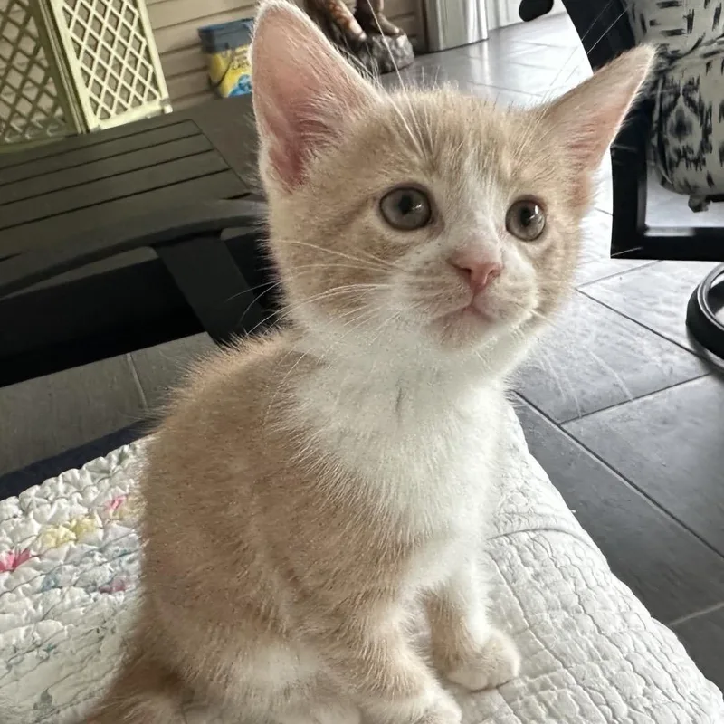 Benny