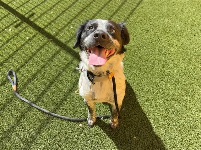 A young large-sized male Australian Shepherd dog named Chuffington for adoption in Mesa, AZ