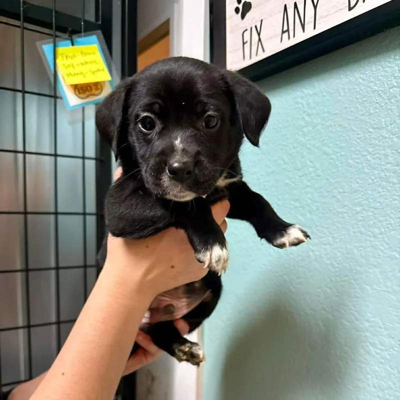 A baby medium-sized female Black Mixed Breed dog named Mung for adoption in Bend, OR