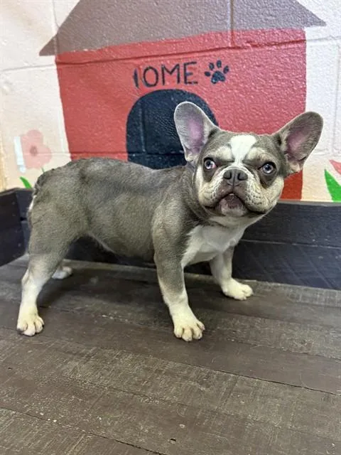 A young small-sized female French Bulldog dog named Angel for adoption in Castaic, CA