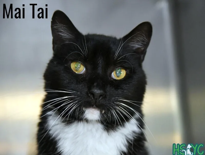 A senior medium-sized male Domestic Short Hair cat named Mai Tai for adoption in Fort Mill, SC