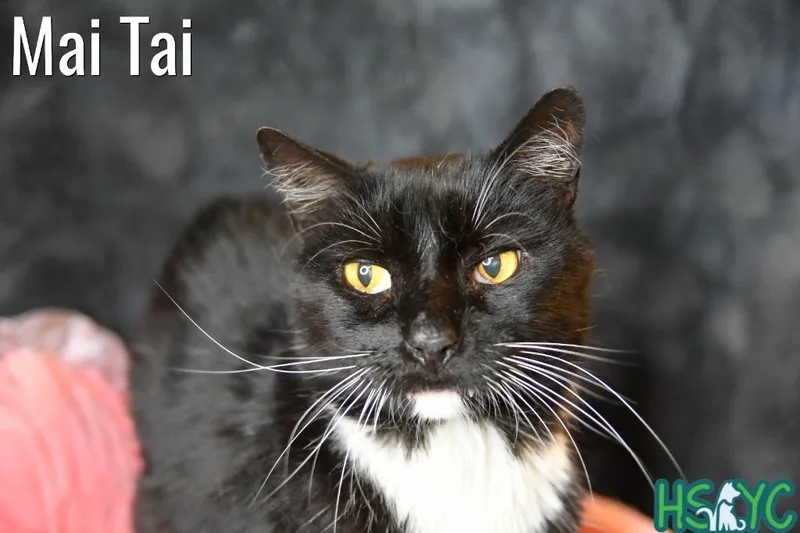 Mai Tai thumbnail 2