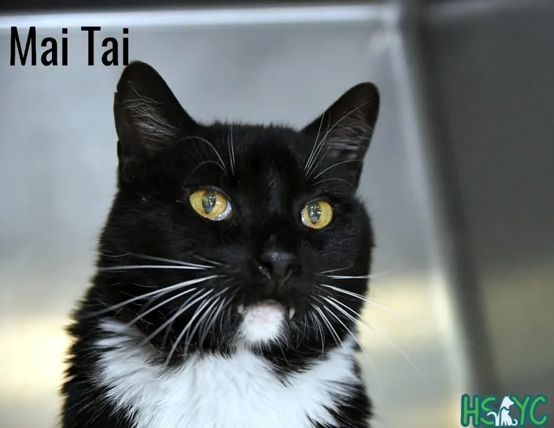 Mai Tai thumbnail 3