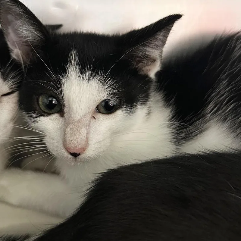 A baby small-sized female Black Domestic Short Hair cat named Bob Esponge for adoption in Austin, TX