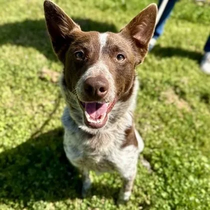 An adult medium-sized female Australian Cattle Dog / Blue Heeler dog named Curry for adoption in Roseburg, OR