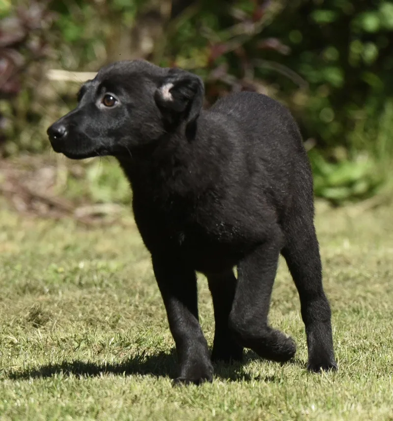 A baby large-sized female Labrador Retriever dog named Ellie for adoption in Mechanicsburg, PA