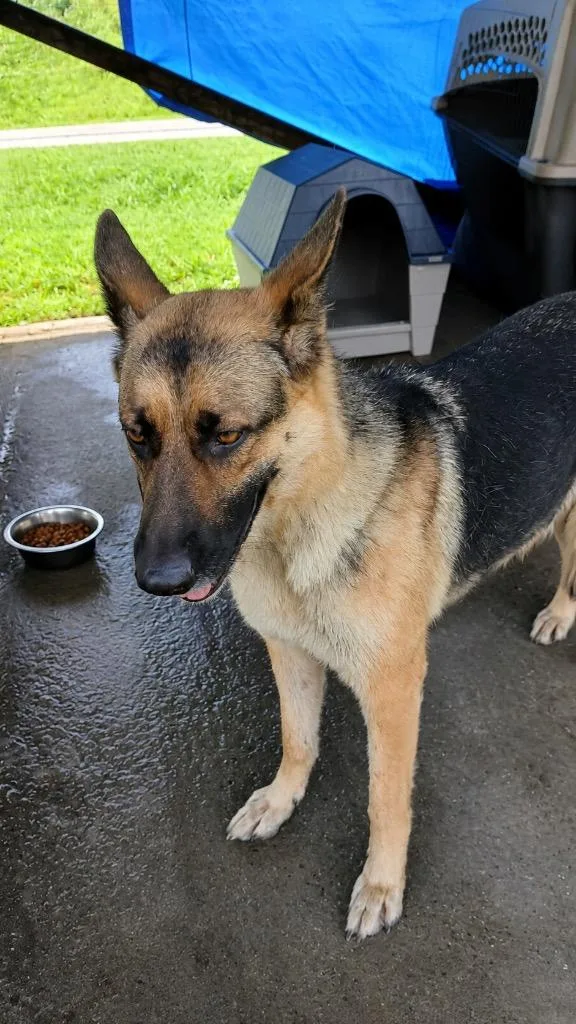 A young medium-sized female Mixed Breed dog named Holly for adoption in Shelbyville, TN