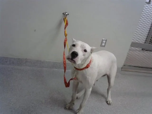 A young large-sized female Dogo Argentino dog named Snow for adoption in Pasadena, TX