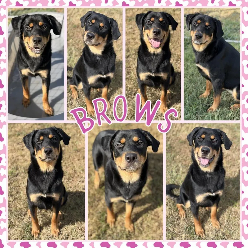 An adult large-sized female Black Rottweiler dog named Brows for adoption in Fort Smith, AR