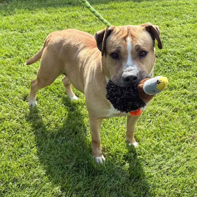 An adult large-sized male Yellow / Tan / Blond / Fawn Labrador Retriever dog named Jose for adoption in Greenville, SC