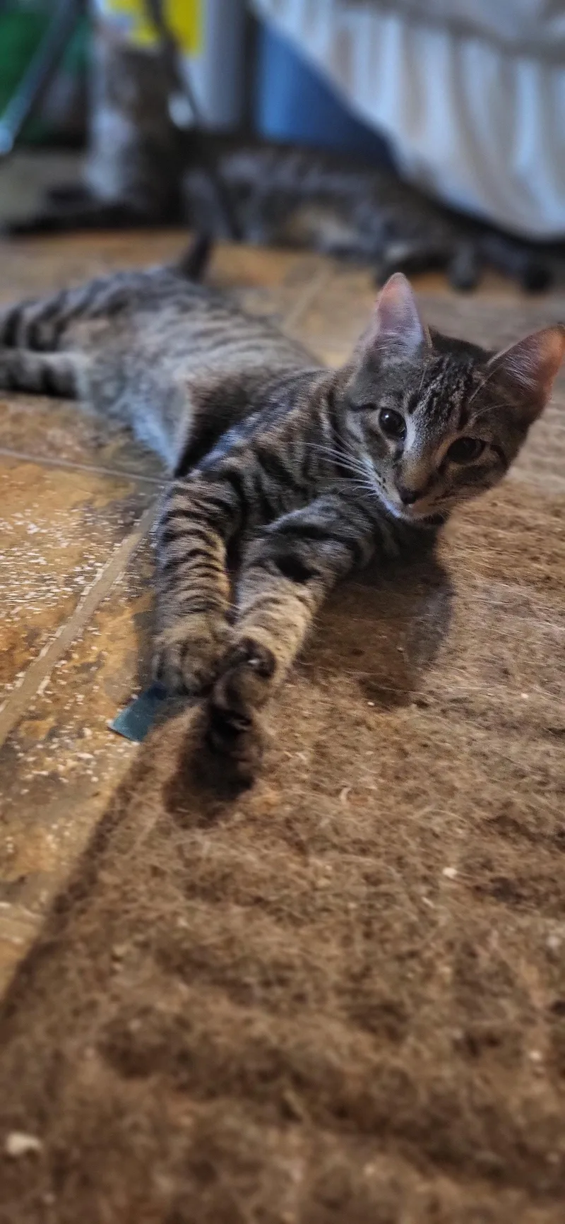 A young medium-sized male Tabby cat named Baldur for adoption in Cypress, TX