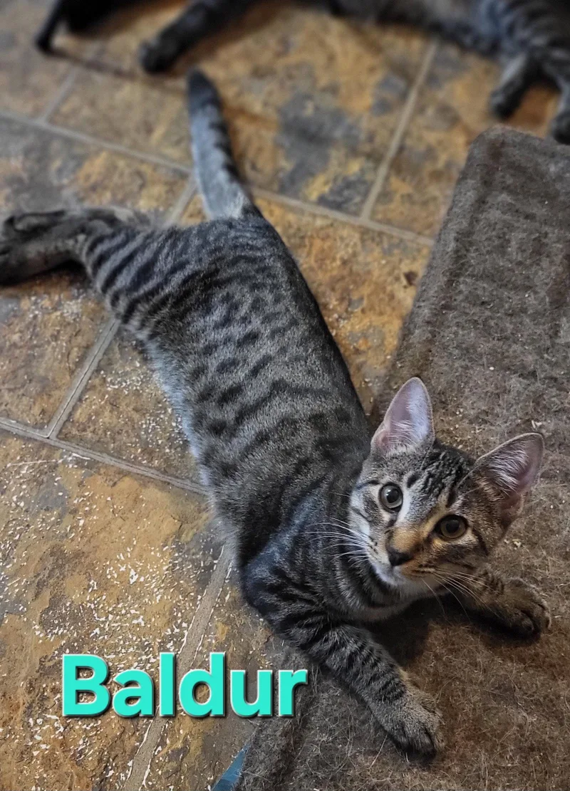 Baldur thumbnail 2