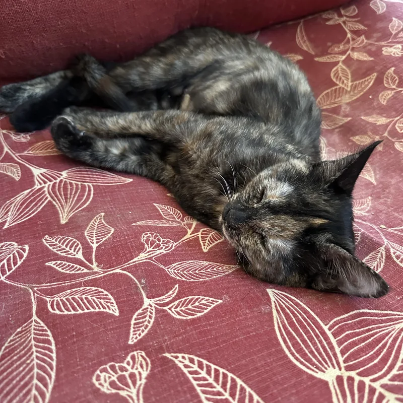 A young medium-sized female Tortoiseshell American Shorthair cat named Churro for adoption in Mission Viejo, CA