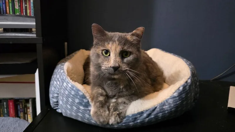 A senior large-sized female Domestic Short Hair cat named Ash for adoption in Dayton, OH