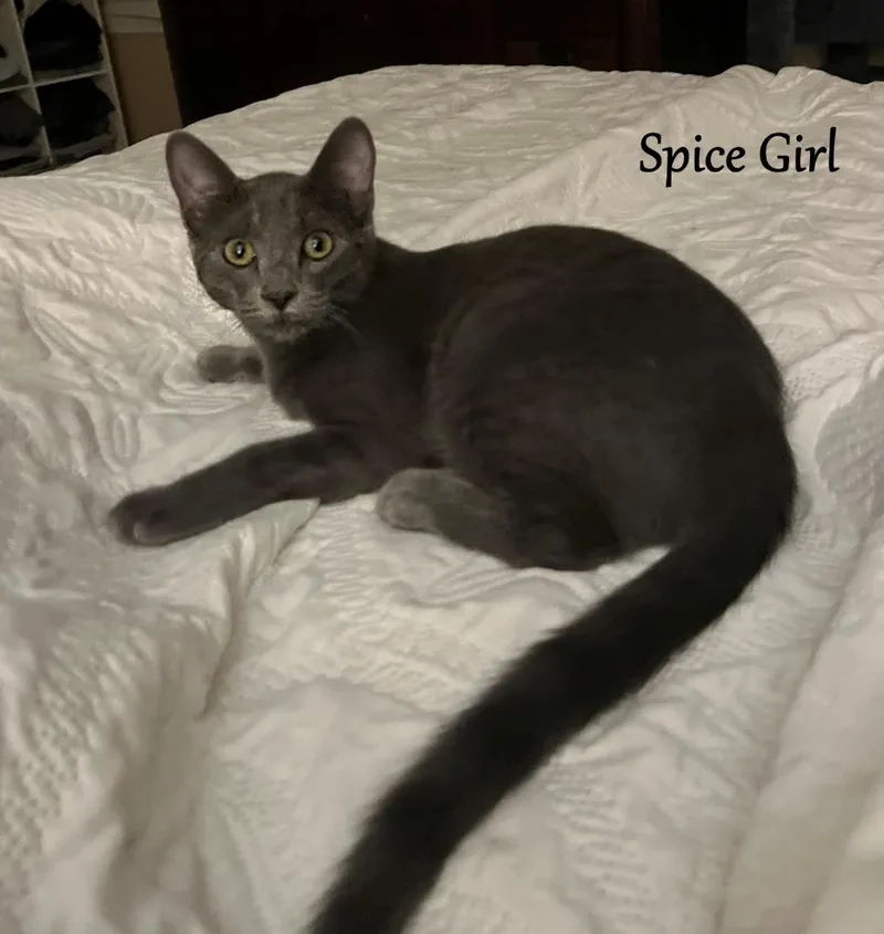 Spice Girl thumbnail 3