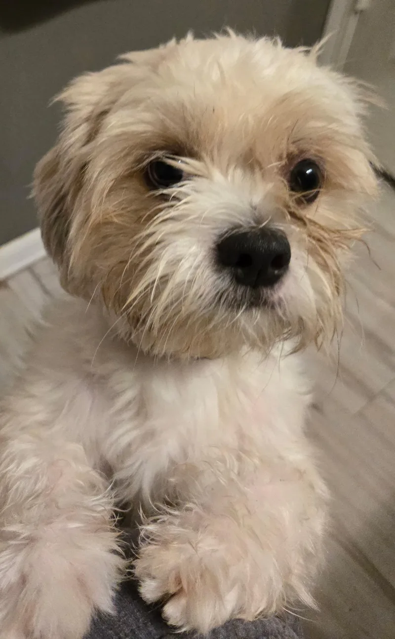 A young small-sized male Shih Tzu dog named Pudding for adoption in Pleasant Valley, NY