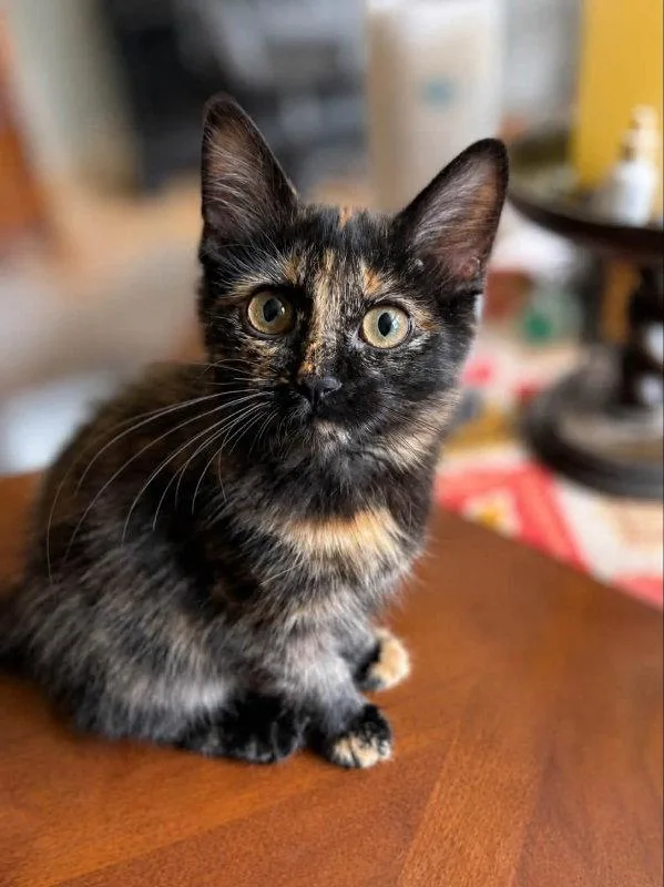 A young medium-sized female Tortoiseshell cat named Big Sassy for adoption in Knoxville, TN