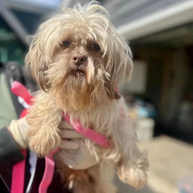 An adult small-sized female White / Cream Shih Tzu dog named Kimono for adoption in St. Charles, IL