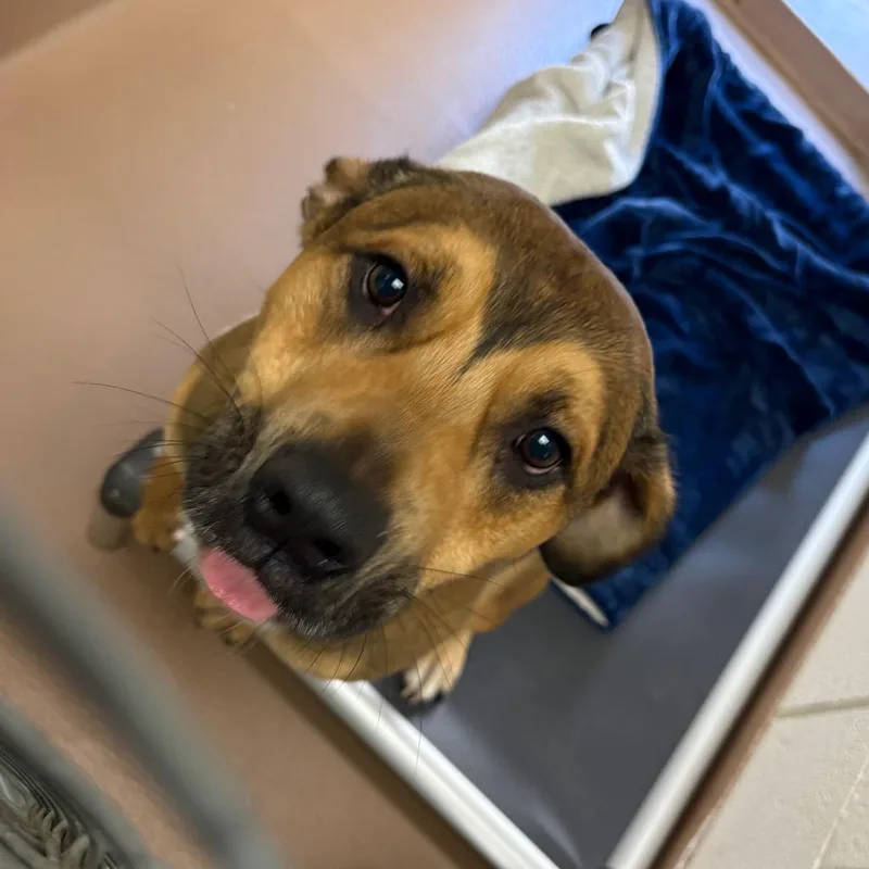 A young medium-sized male Brown / Chocolate German Shepherd Dog dog named Leo for adoption in Reno, NV