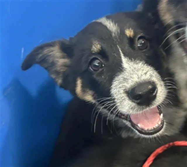 A baby large-sized male Mixed Breed dog named Emerald for adoption in Dallas, TX