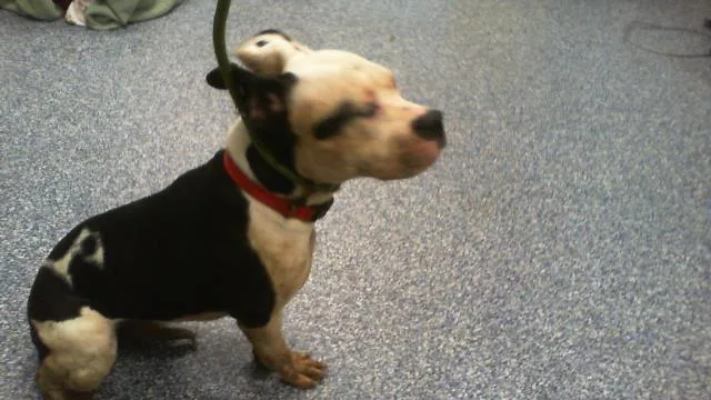 A young medium-sized female Pit Bull Terrier dog named Lady for adoption in Charlotte, NC