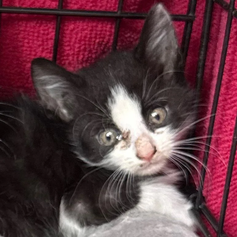 A baby small-sized male Black Domestic Short Hair cat named Aj for adoption in Columbus, GA
