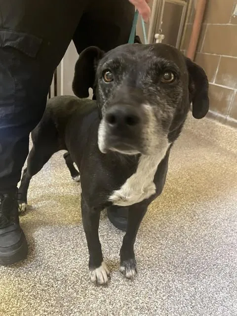 An adult medium-sized female Labrador Retriever dog named Shirley for adoption in Riverside, CA