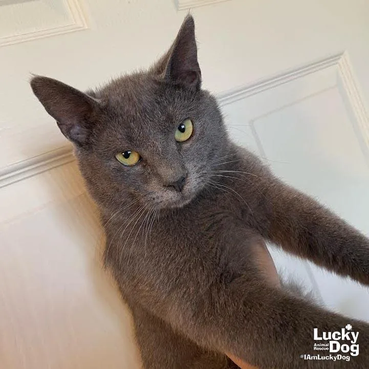 An adult medium-sized male Gray / Blue / Silver Domestic Short Hair cat named Rigatoni for adoption in Washington, DC
