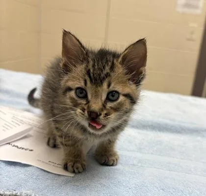 A baby small-sized male Domestic Short Hair cat named Yodel for adoption in Westland, MI
