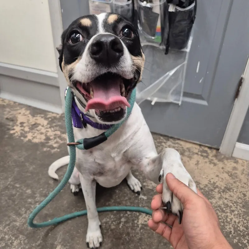 A young medium-sized female Tricolor (Brown, Black, & White) Mixed Breed dog named Riley for adoption in Saint Marys, PA
