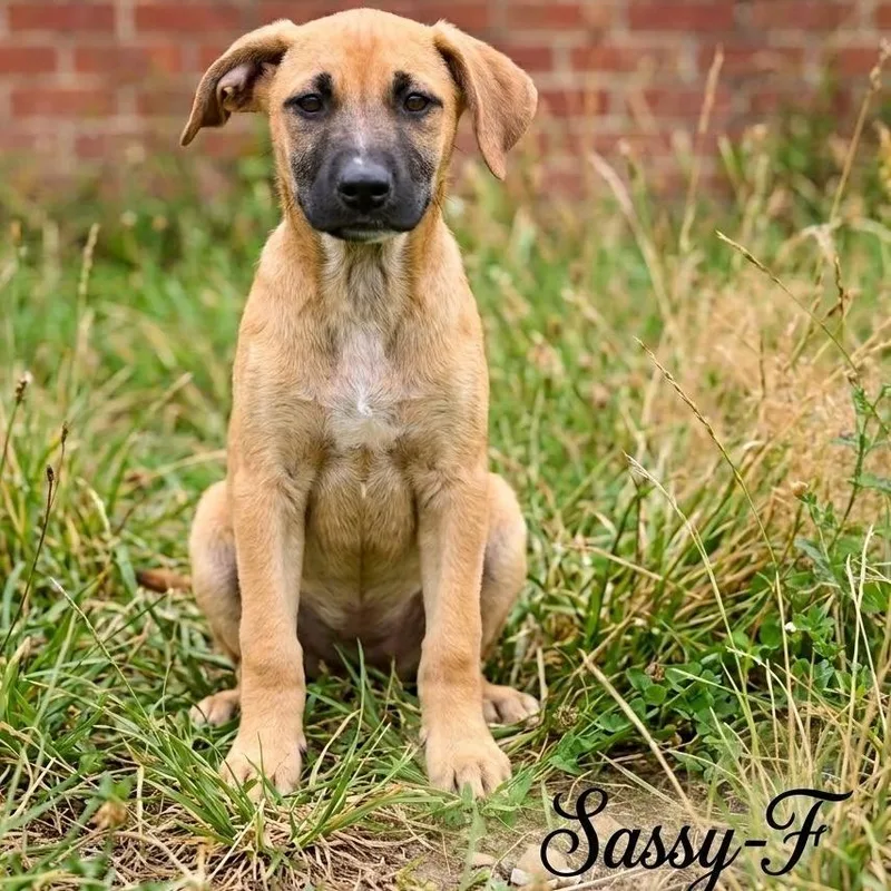 A baby medium-sized female Mixed Breed dog named Sassy for adoption in Guntersville, AL