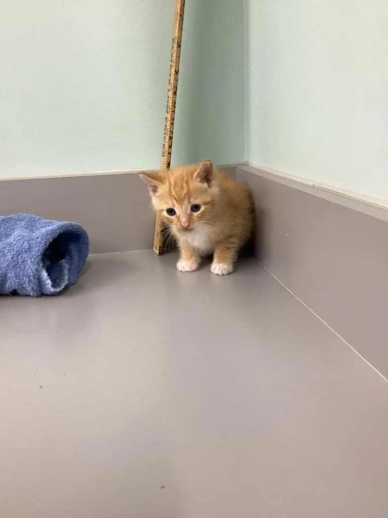 A baby small-sized female Domestic Short Hair cat named Peaches for adoption in Athens, TN