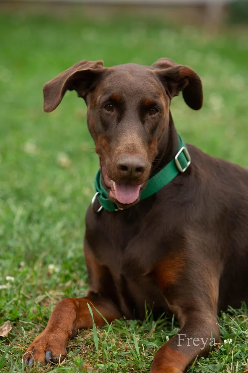 An adult large-sized female Brown / Chocolate Doberman Pinscher dog named Freya for adoption in Louisville, KY