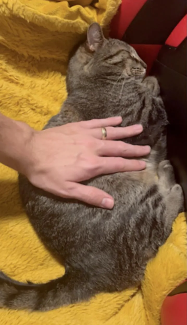 An adult medium-sized male Tabby (Brown / Chocolate) Domestic Short Hair cat named Meep for adoption in Amherst, MA