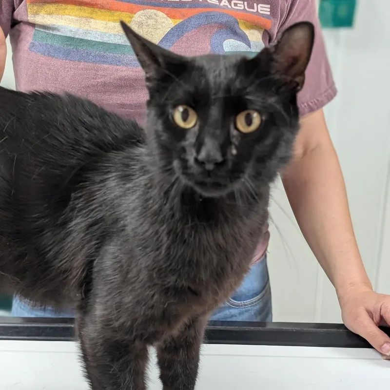 A young large-sized male Black Domestic Short Hair cat named Samurai for adoption in Canton, IL
