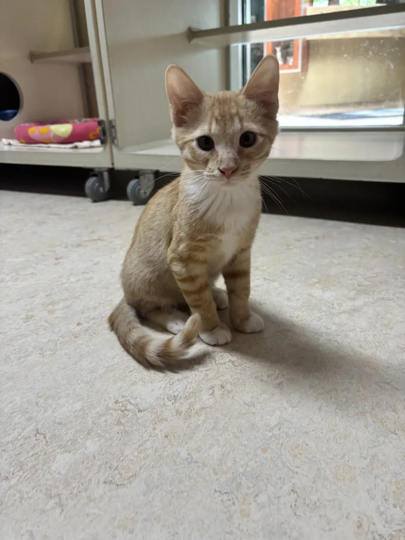 A baby medium-sized male Orange & White Domestic Short Hair cat named Sunny for adoption in Oswego, IL