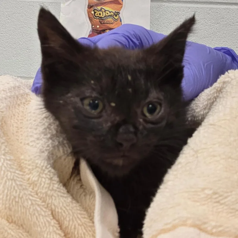 A baby small-sized male Black Domestic Short Hair cat named Quill for adoption in Chattanooga, TN
