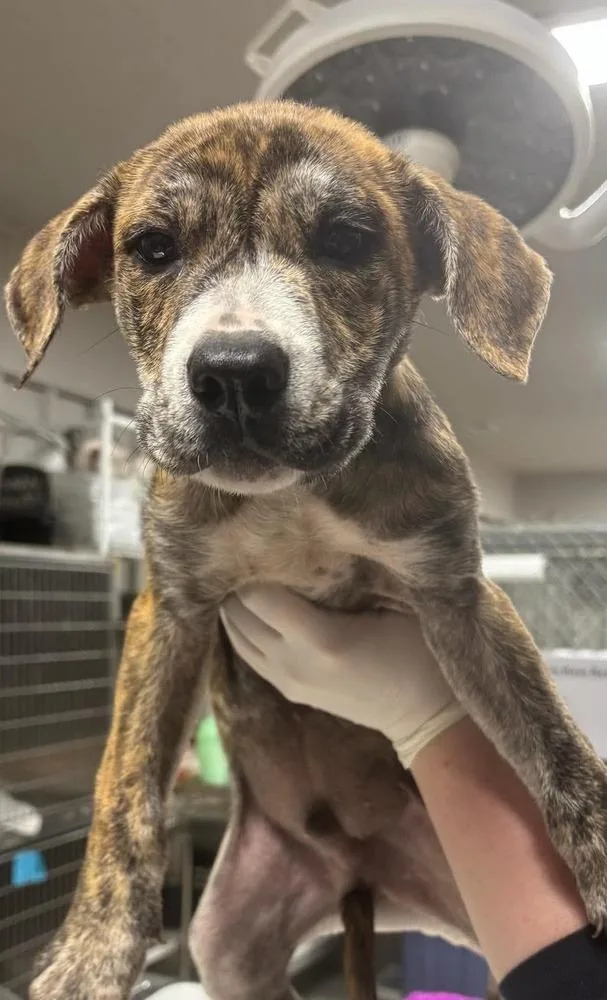 A baby large-sized male Mixed Breed dog named Timber for adoption in Dorr, MI