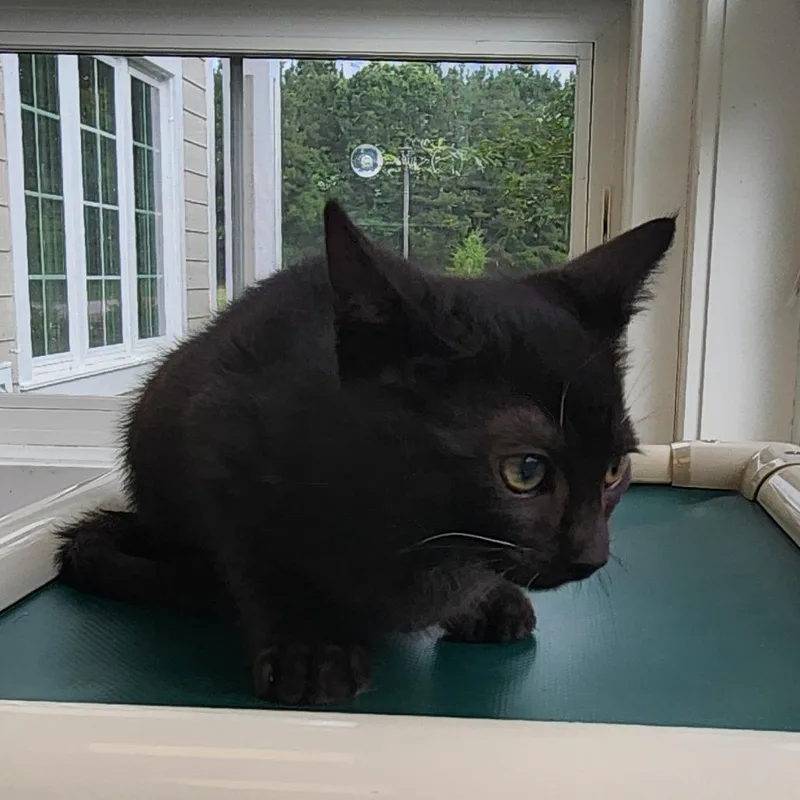 A baby small-sized male Black Domestic Short Hair cat named Mojito for adoption in Gloucester, VA